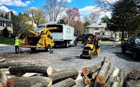 How Our Tree Care Process Works  in  Greendale, IN